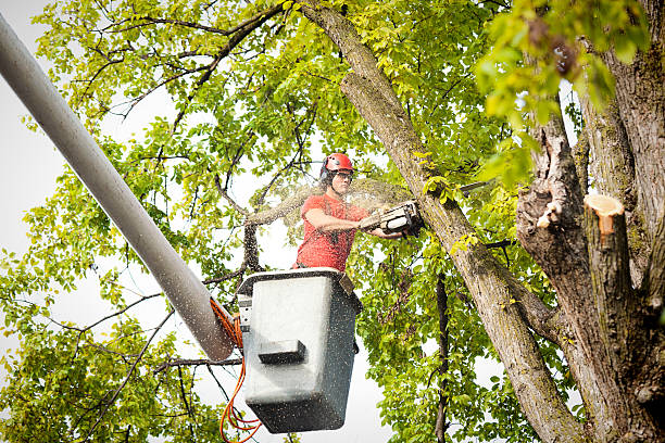 Best Storm Damage Tree Cleanup  in Upper Saddle River, NJ